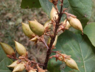 Paulownia tomentosa (pavlovnie plstnatá) u rektorátu ČZU - dozrávající tobolky