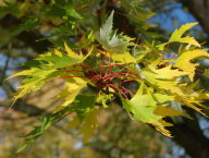 Acer saccharinum (javor stříbrný) u FAPPZ - podzimní zbarvení listů