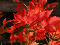 Acer ginnala (javor ginala) - podzimní zbarvení listů