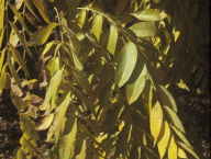 Listy ořešáku černého (Juglans nigra) v podzimním zbarvení a svěšené, areál ČZU