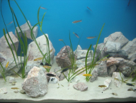 akvárium - jezero Tanganika