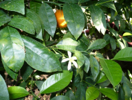 Citrus aurantifolia, kyselý lajm