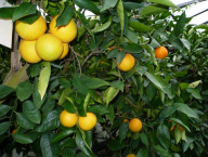 Citrus sinensis "Hamlin"