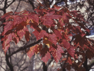 Acer ginnala (javor ginala) u rektorátu - podzimní zbarvení