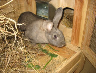 samice hybridní kombinace Hyplus před porodem v králíkárně s porodním kotcem