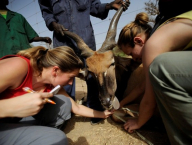 Research of Derby elands in Senegal