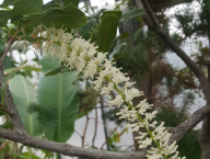 Makadamie - Macadamia integrifolia
