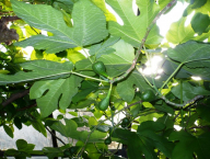 Ficus carica II