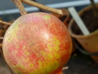 Punica granatum - Granátové jablko