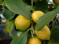 Citrus limon Villa Franca - Citroník