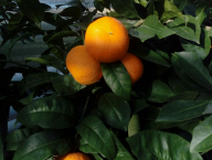 Citrus sinensis Hamlin - Pomerančovník